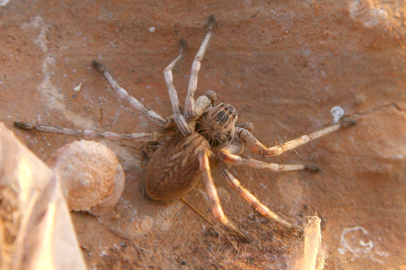 Allocosa sp.; Eusparassus dufouri